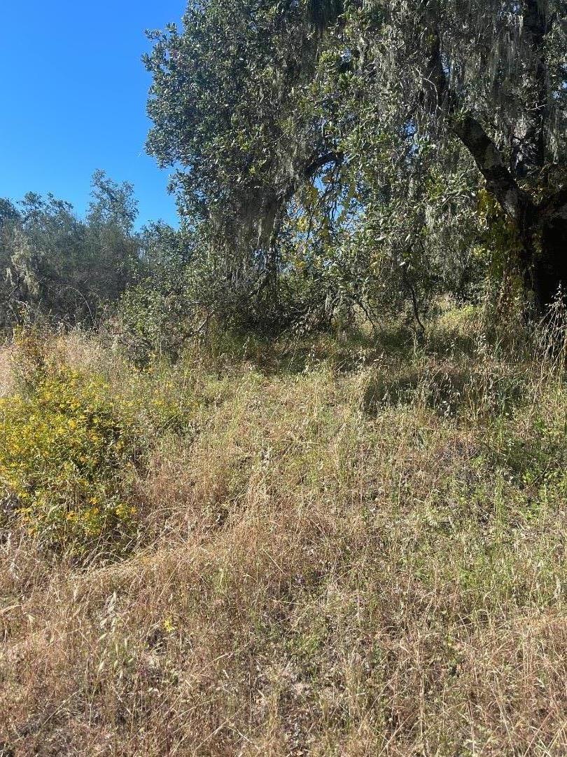 0 Cachagua Road Carmel Valley, CA 93924 - Photo 9 of 10 a view of a yard with a tree