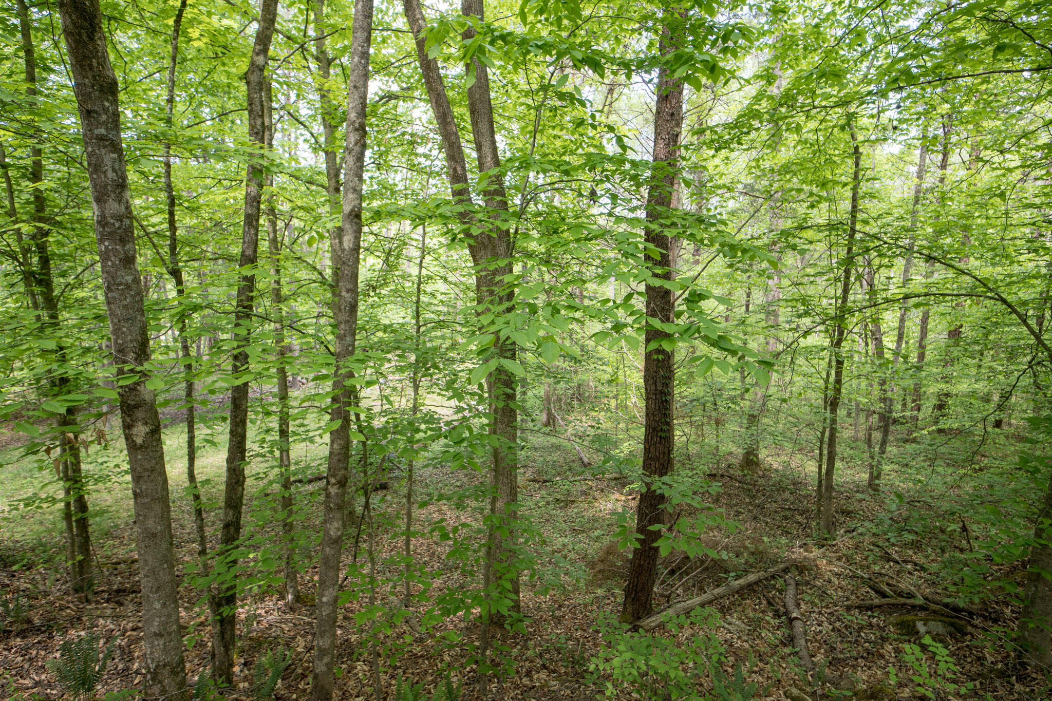 2040 Echo Point Road Bronston, KY 42518 - Photo 38 of 81 2040EchoPointRd-57