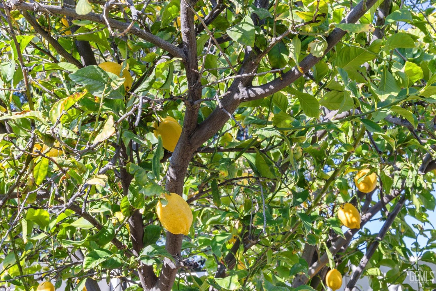 Undisclosed Address Bakersfield, CA 93306 - Photo 34 of 35 a close up of a tree