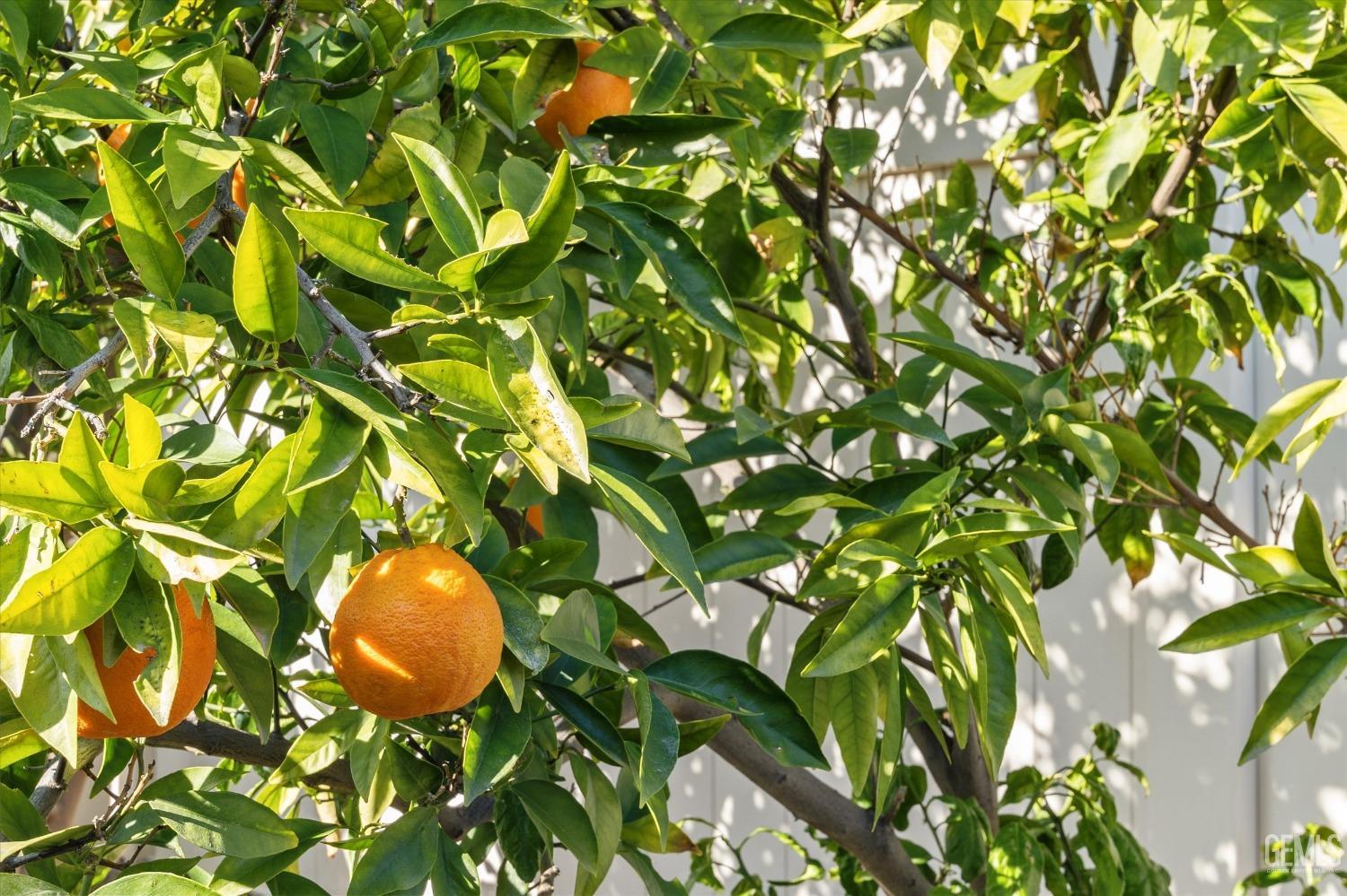 Undisclosed Address Bakersfield, CA 93306 - Photo 35 of 35 a close up of a plant in a garden