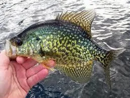 $179,900 | 2-16 Packard Road, Plymouth, ME 04969