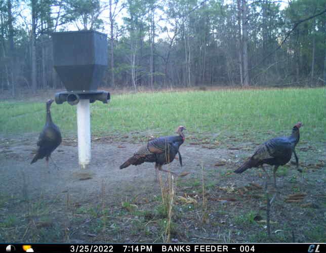 7901 State Rd S-6-169 Blackville, SC 29817 - Photo 12 of 89