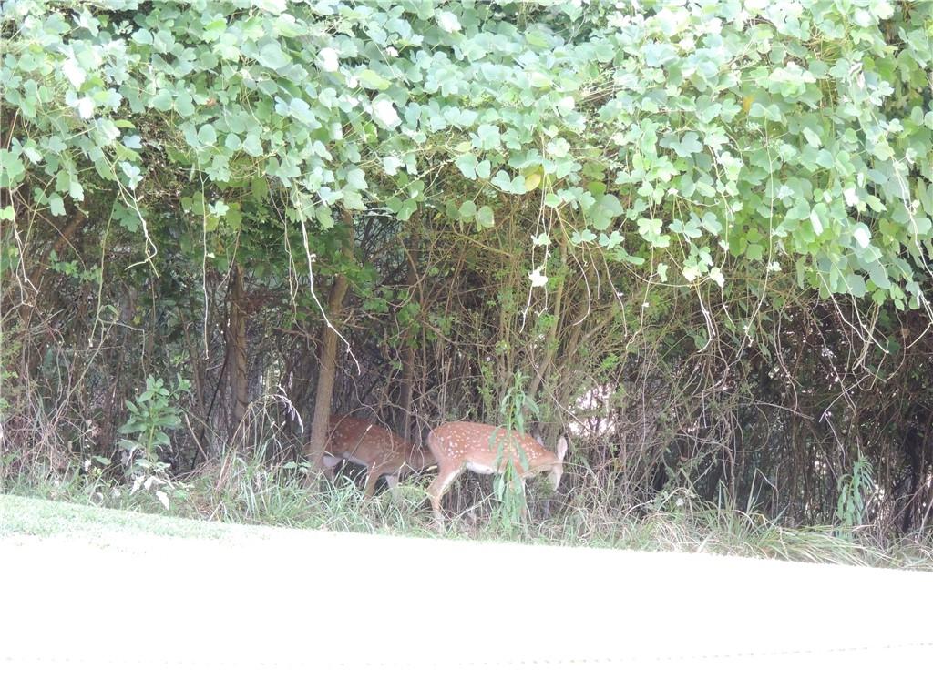 0 Indian Knoll Road Cumming, GA 30041 - Photo 34 of 37 a view of a yard with plants and trees
