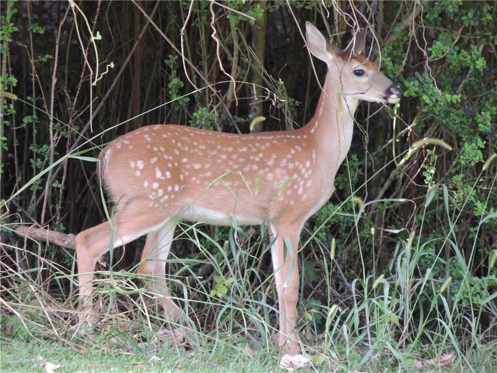 0 Indian Knoll Road Cumming, GA 30041 - Photo 35 of 37 a view of a backyard