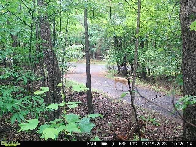 0 Indian Knoll Road Cumming, GA 30041 - Photo 5 of 37 a view of a garden
