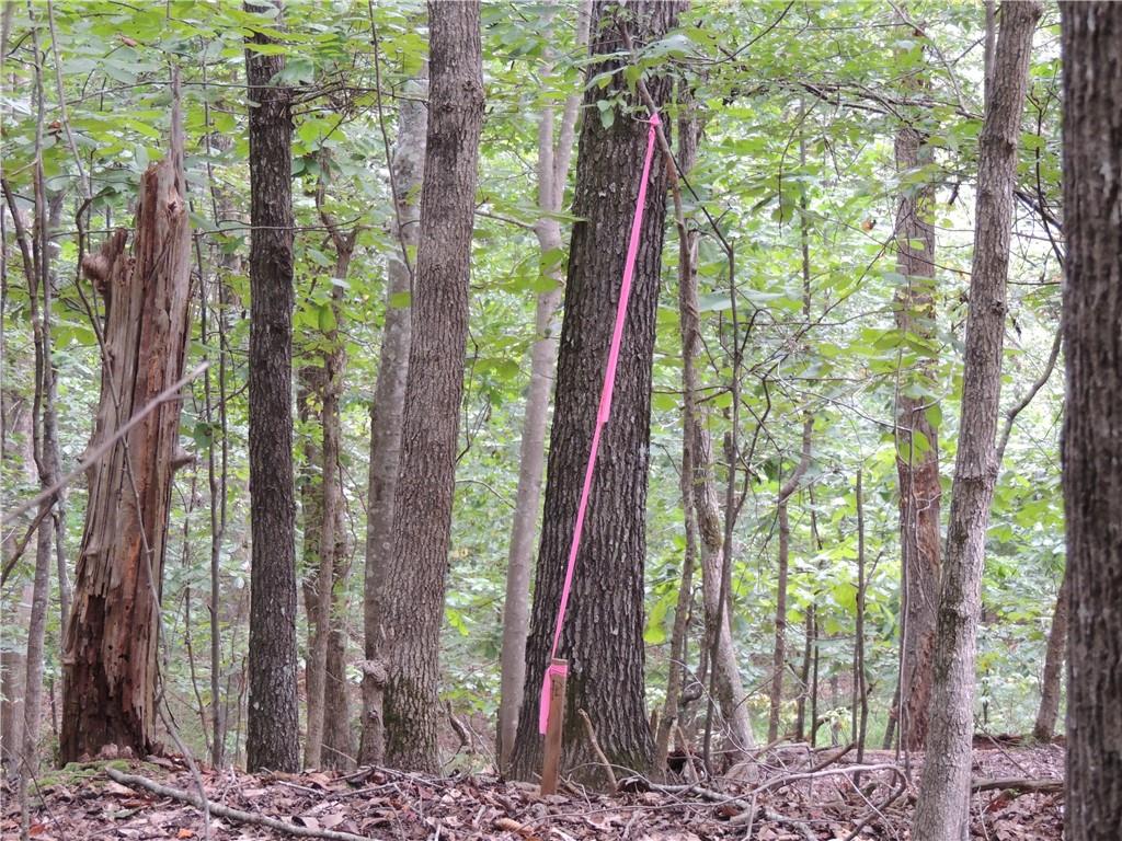 0 Indian Knoll Road Cumming, GA 30041 - Photo 8 of 37 a view of outdoor space with lots of trees