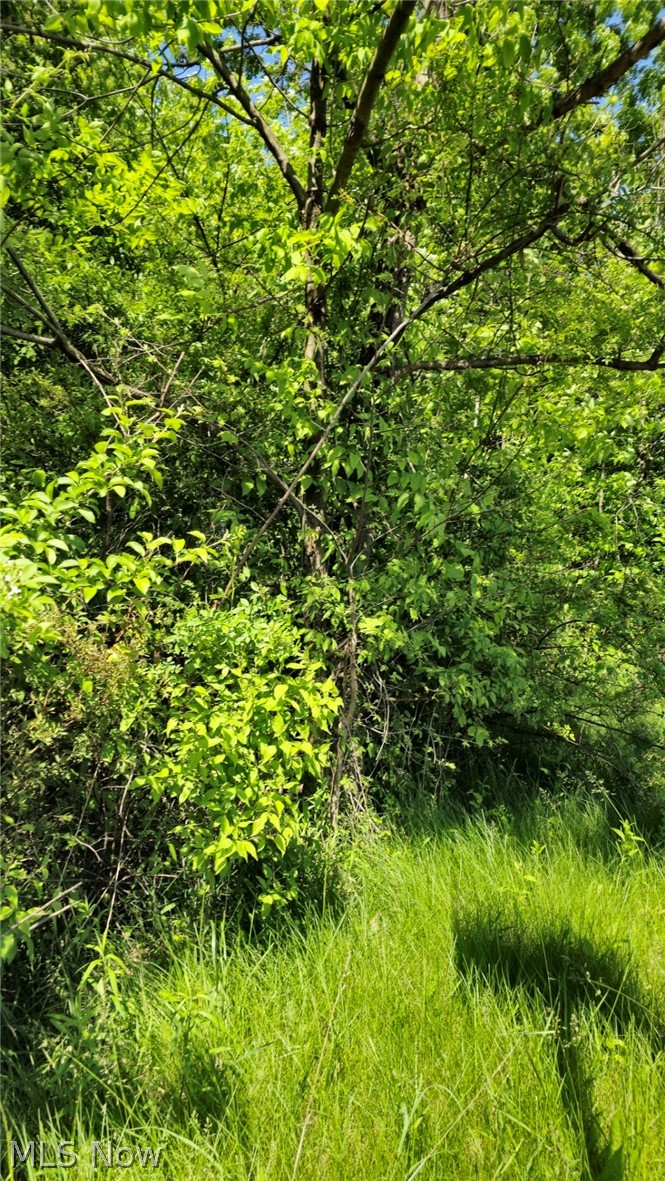 Harvard Road Youngstown, OH 44514 - Photo 1 of 2 View of nature