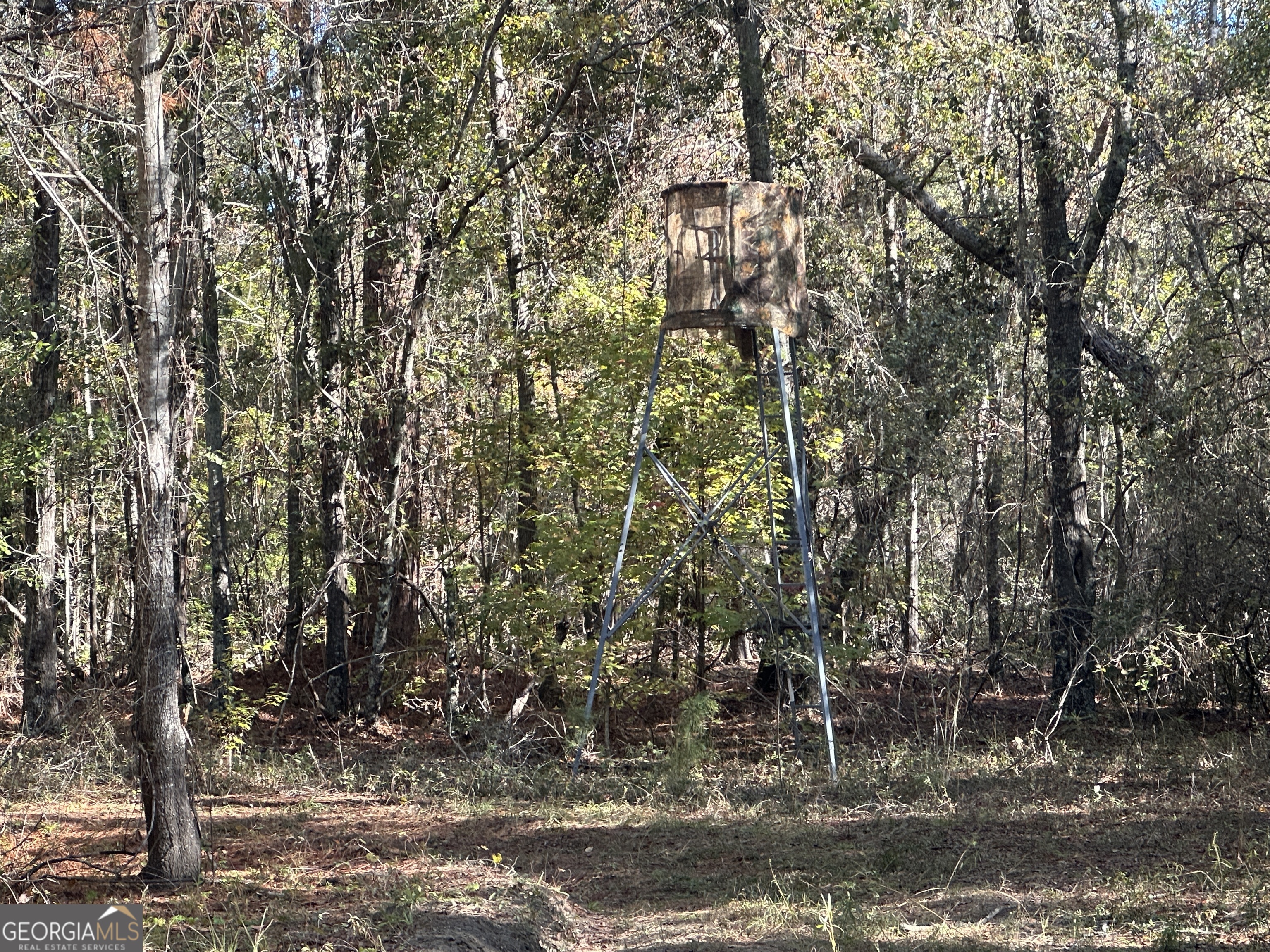 0 Buck Creek Road Sylvania, GA 30467 - Photo 11 of 18 a view of a forest
