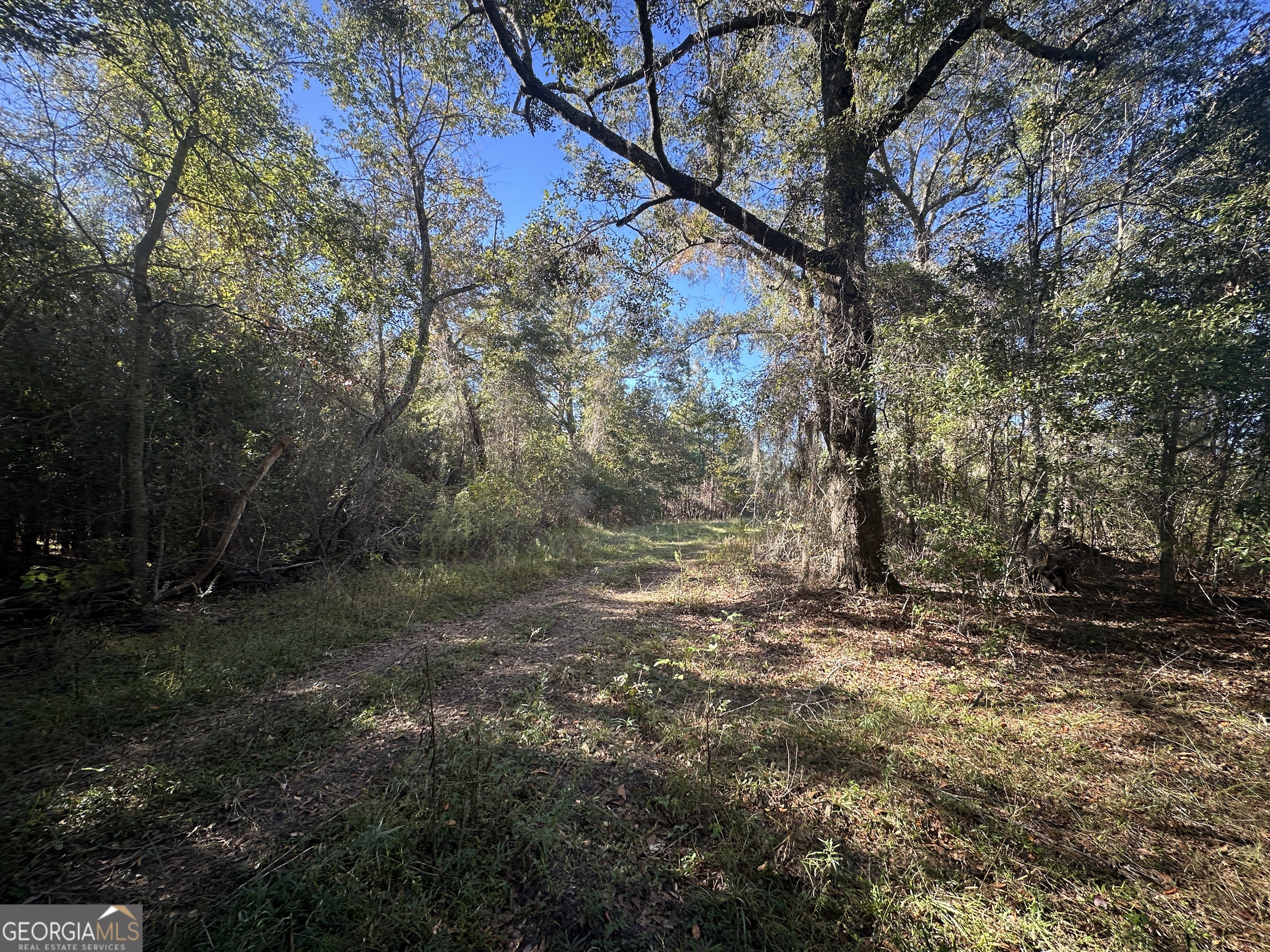 0 Buck Creek Road Sylvania, GA 30467 - Photo 3 of 18 a view of a yard with trees