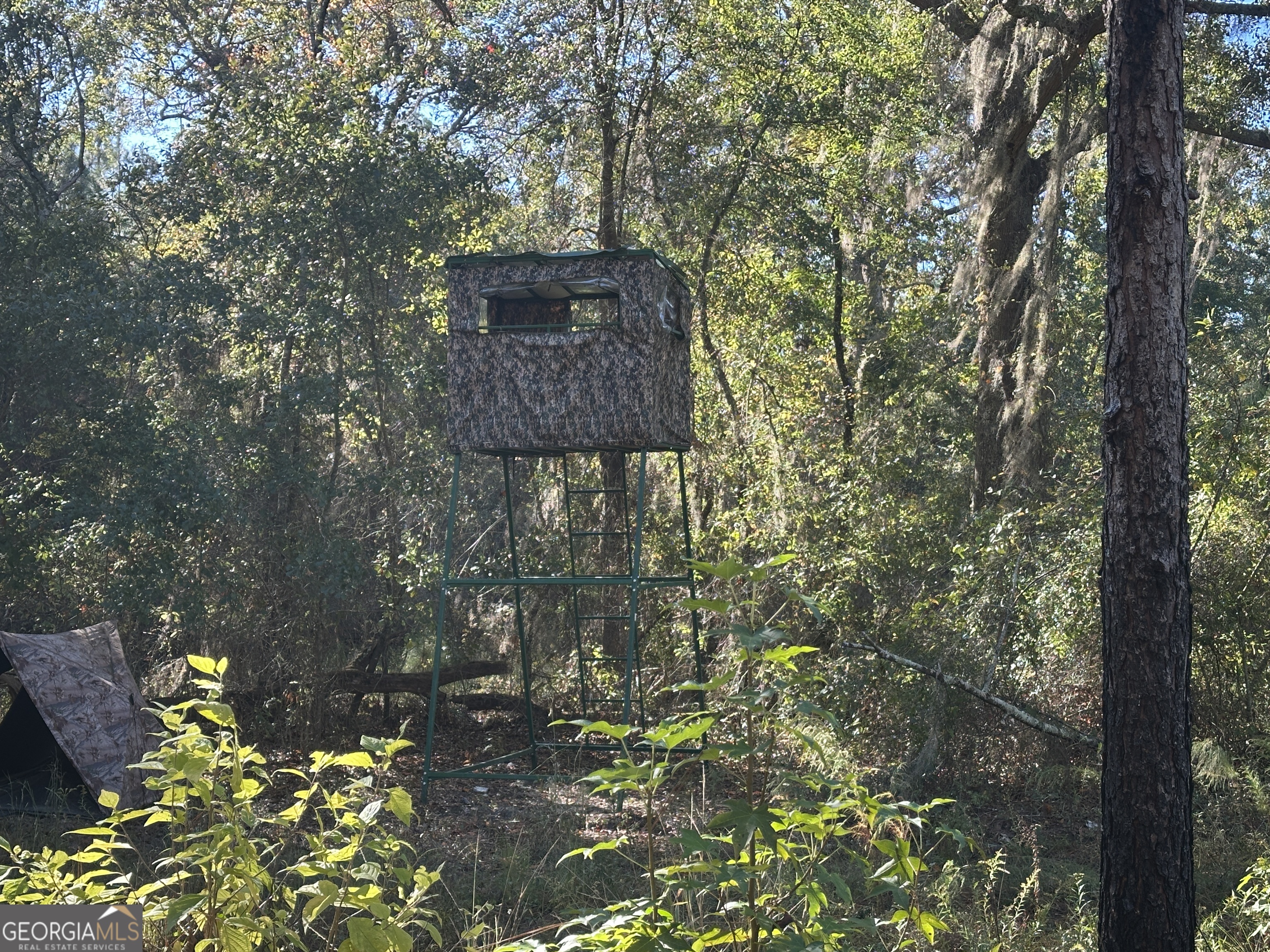 0 Buck Creek Road Sylvania, GA 30467 - Photo 4 of 18 a view of a tree with a tree
