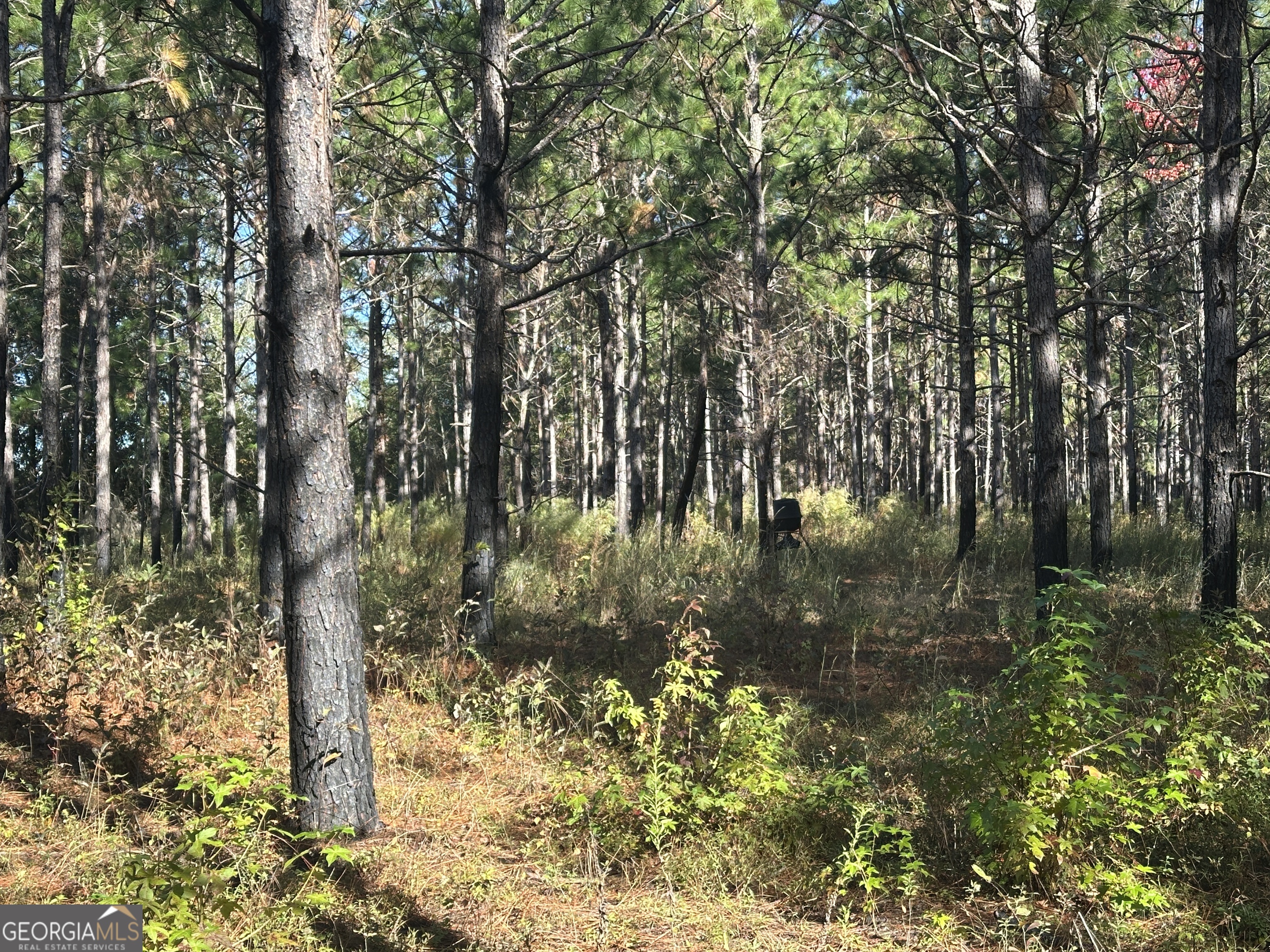 0 Buck Creek Road Sylvania, GA 30467 - Photo 5 of 18 a view of yard