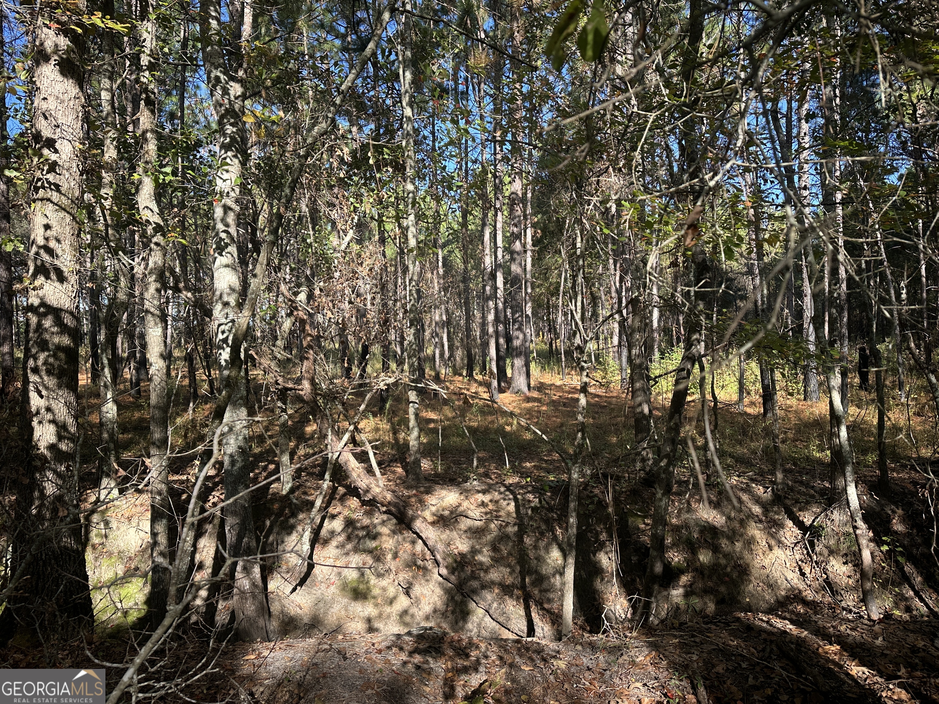 0 Buck Creek Road Sylvania, GA 30467 - Photo 7 of 18 a view of a tree