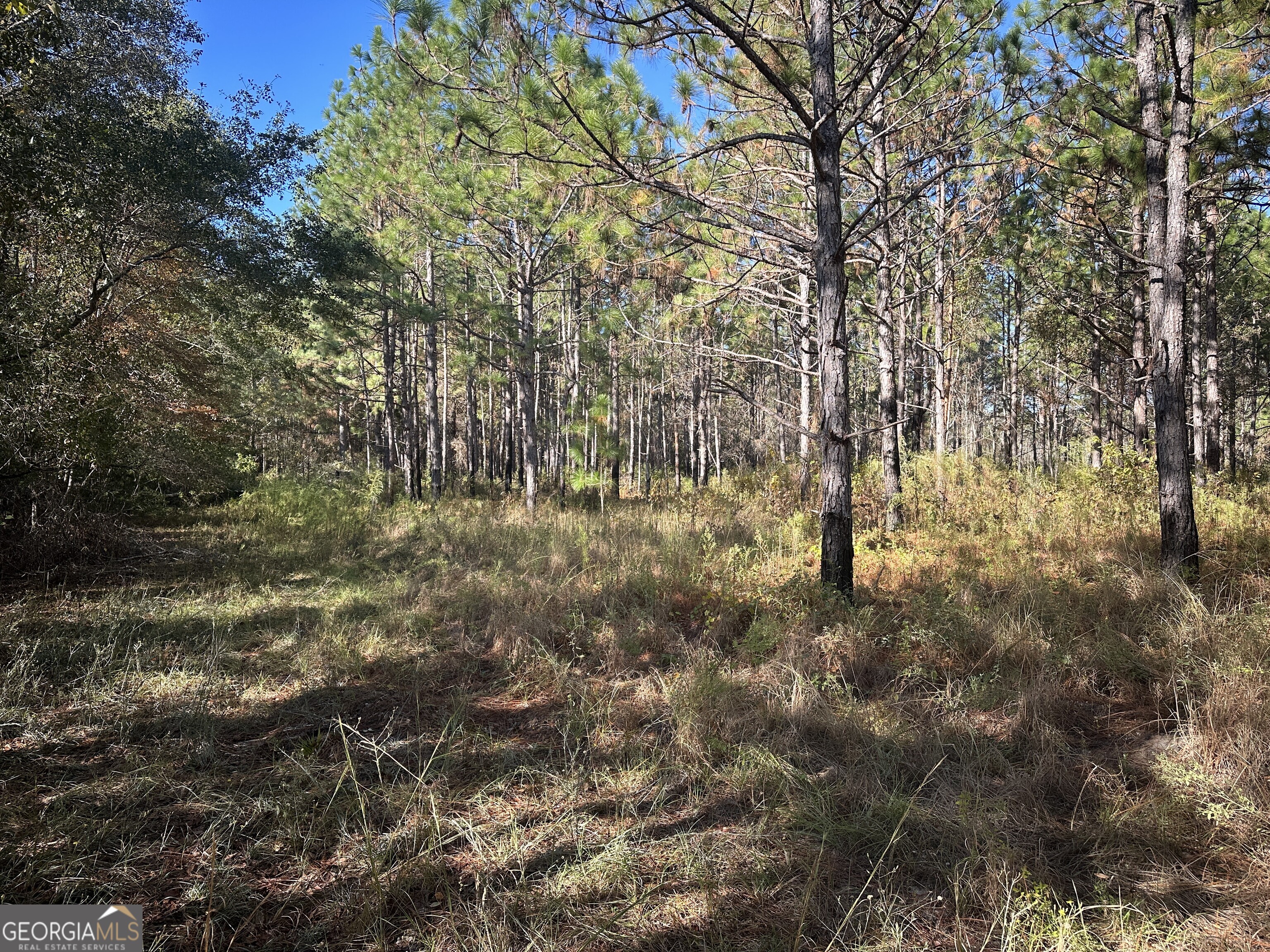 0 Buck Creek Road Sylvania, GA 30467 - Photo 8 of 18