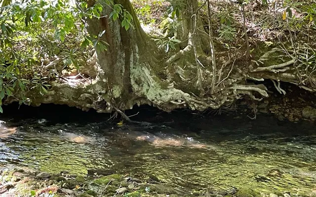 $599,000 | 305 Tusquittee Street, Hayesville, NC 28904