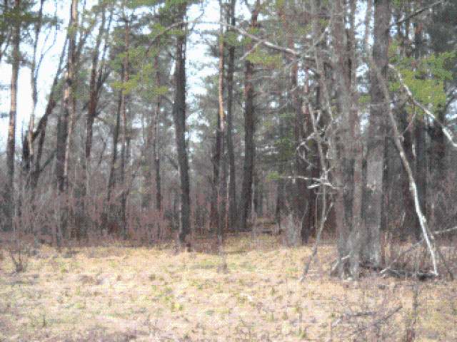 Just Off Just Off Mill Road Ogema, WI 54459 - Photo 3 of 5 Gallery Image 3