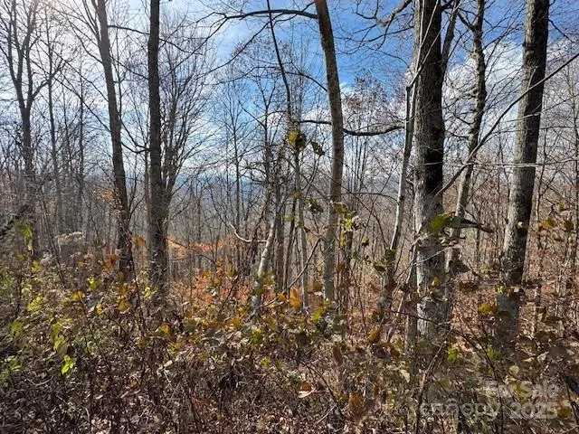a view of a yard with plants and trees