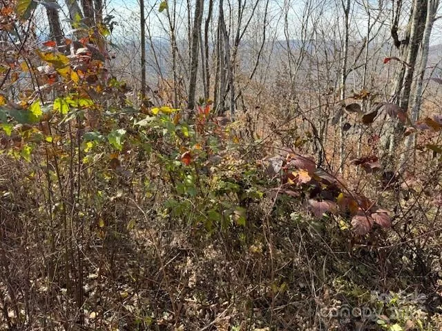 a view of a tree in middle of the green field