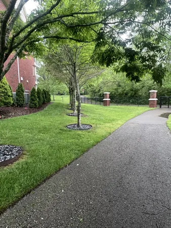 a view of a park with a tree