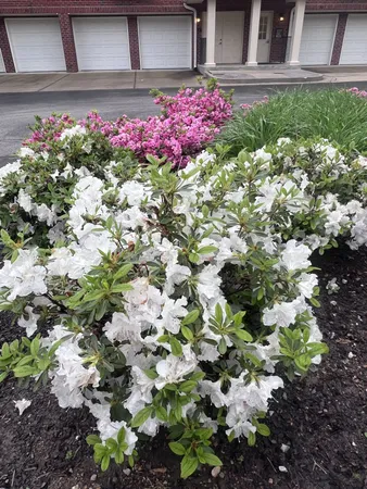 a view of a flower in a garden