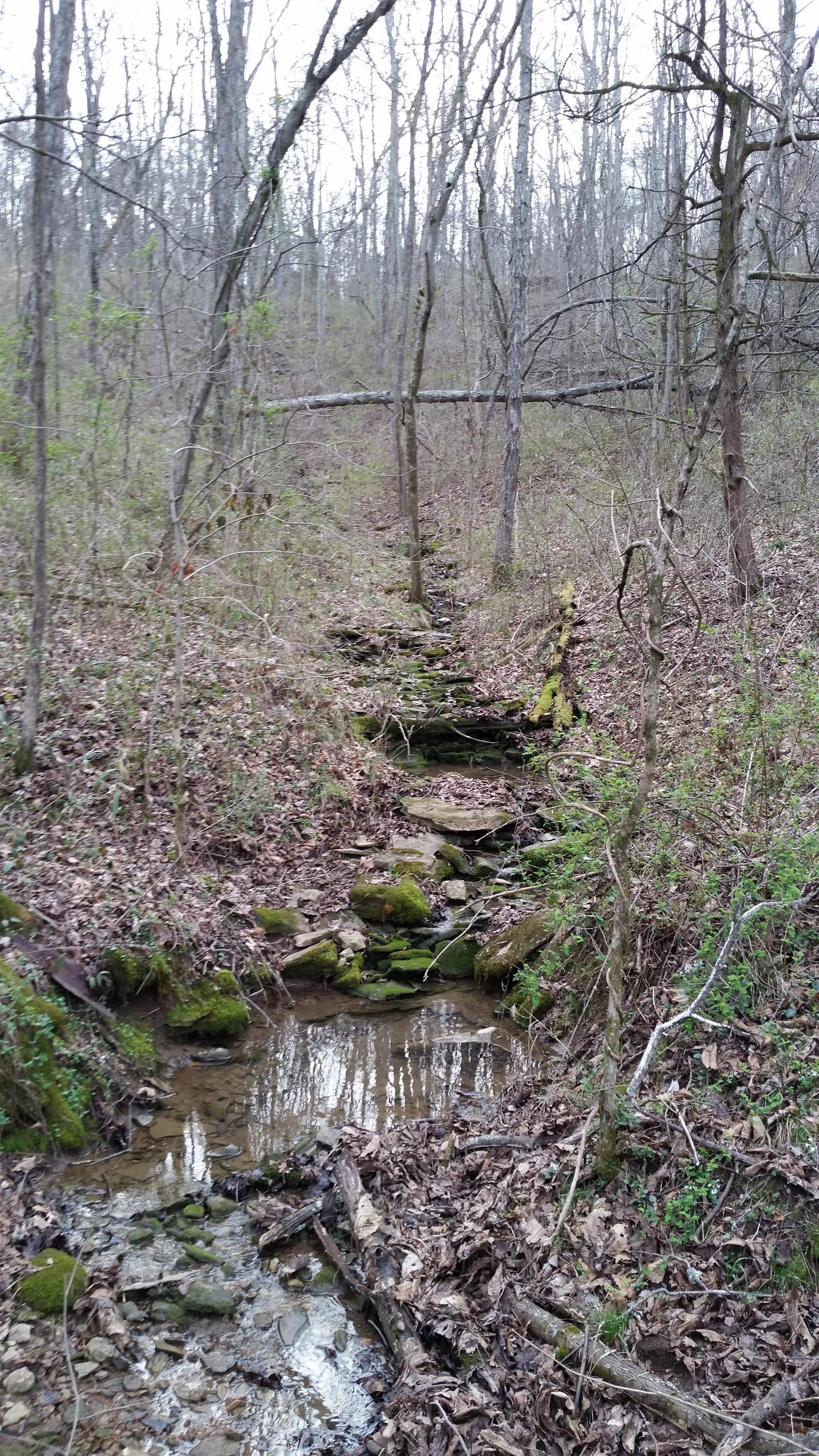277 Hiwassee Road Lebanon, TN 37087 - Photo 5 of 15 a backyard of a house with lots of plants and green space