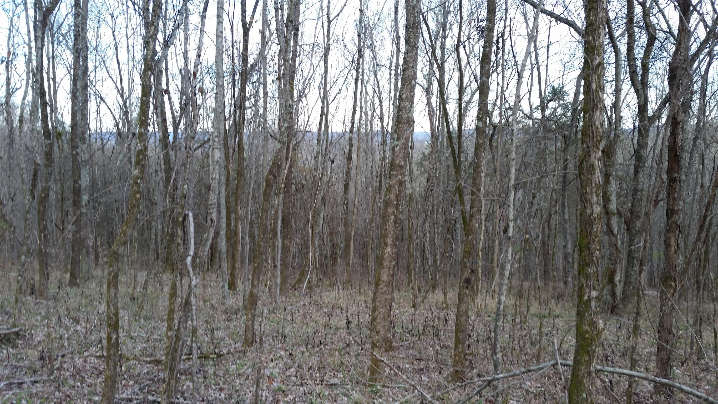 277 Hiwassee Road Lebanon, TN 37087 - Photo 6 of 15 a view of lots of trees