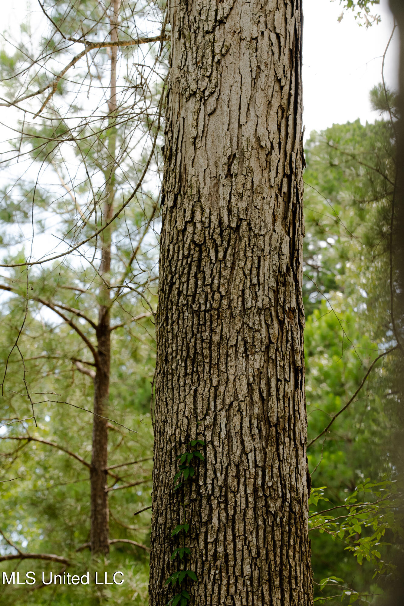 Danielle Cove Brandon, MS 39042 - Photo 17 of 28 Rankin 2.11 Lot