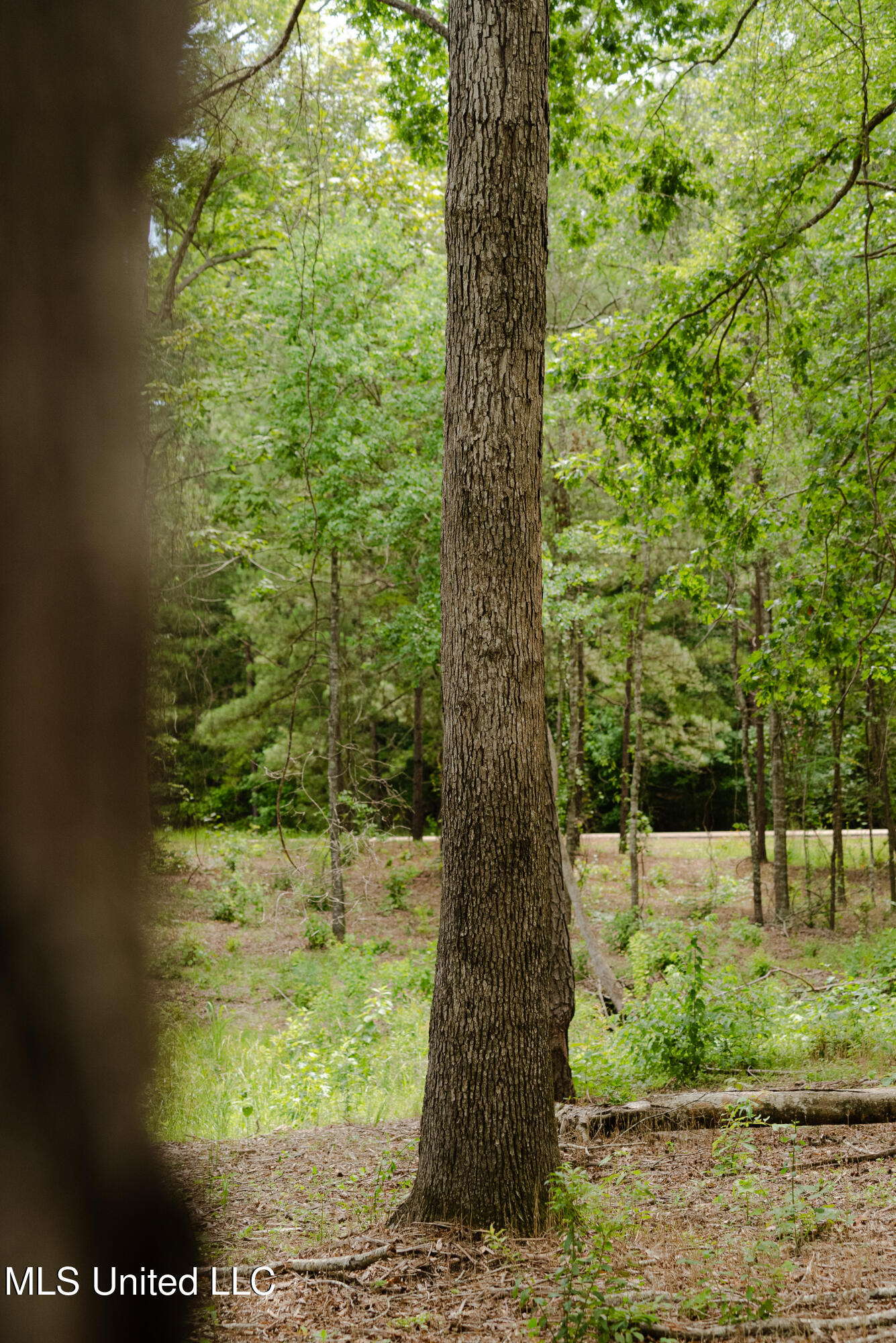 Danielle Cove Brandon, MS 39042 - Photo 8 of 28 Rankin 2.11 Lot