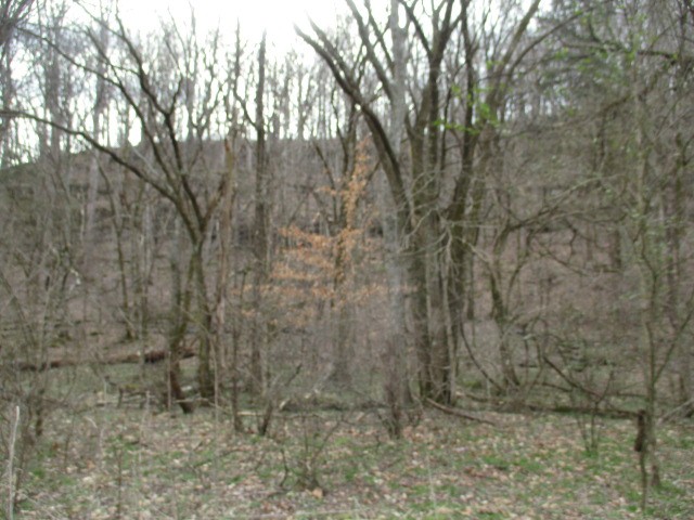 a view of a dry yard with trees