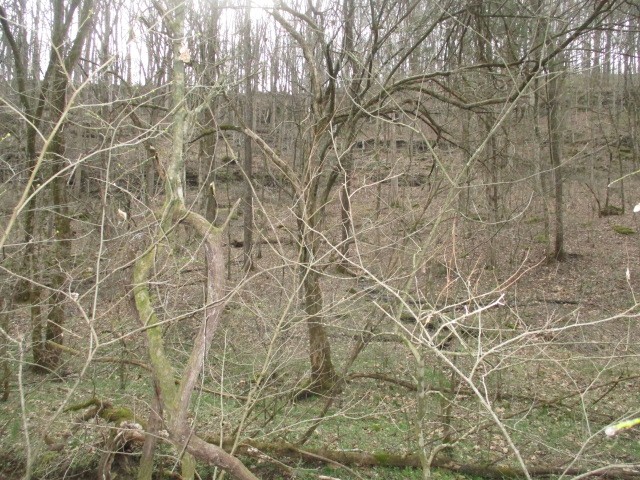 0 Rogues Fork Road Bethpage, TN 37022 - Photo 4 of 5 a picture of a tree