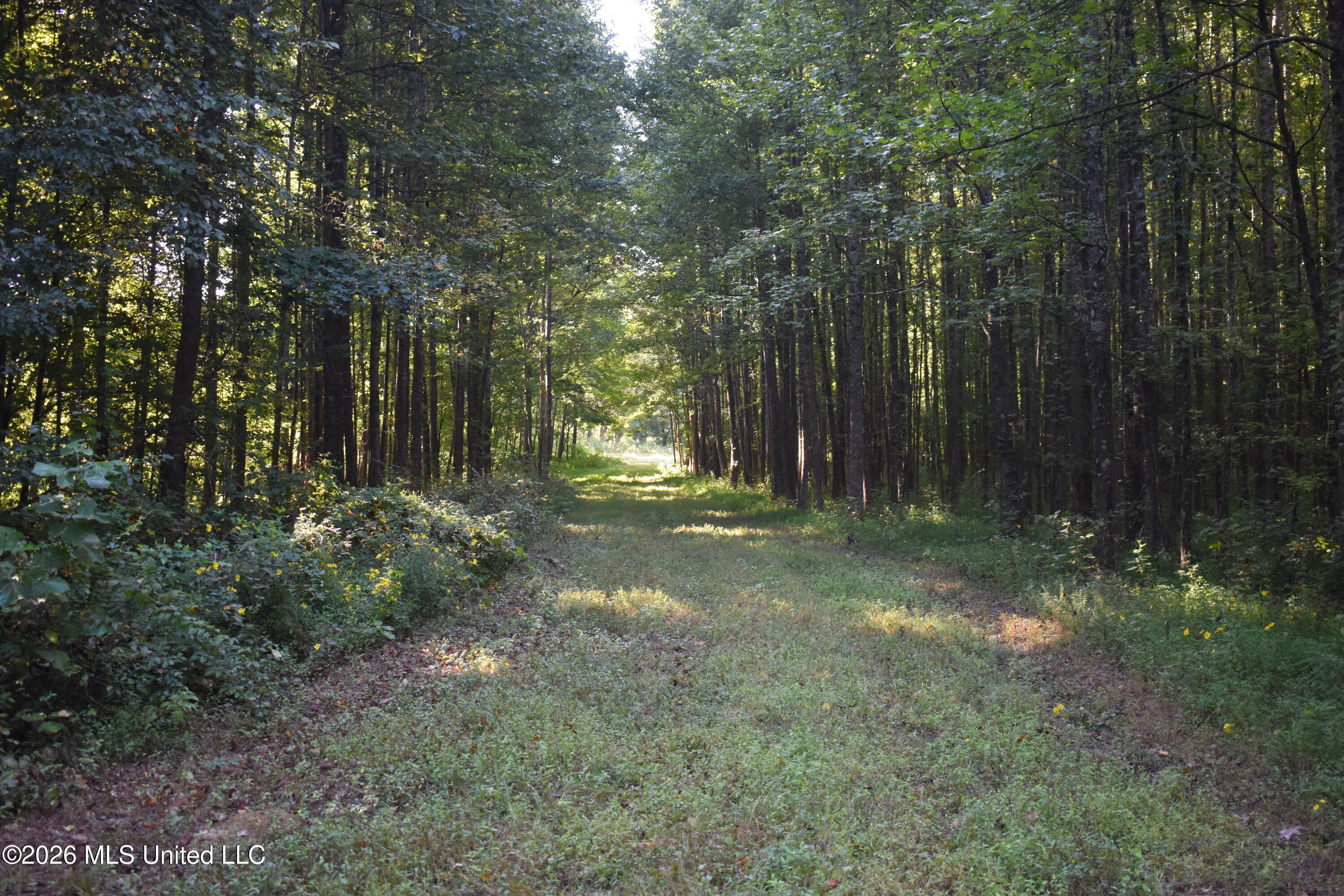 390 Old Panola Road Como, MS 38619 - Photo 20 of 71 DSC_0156
