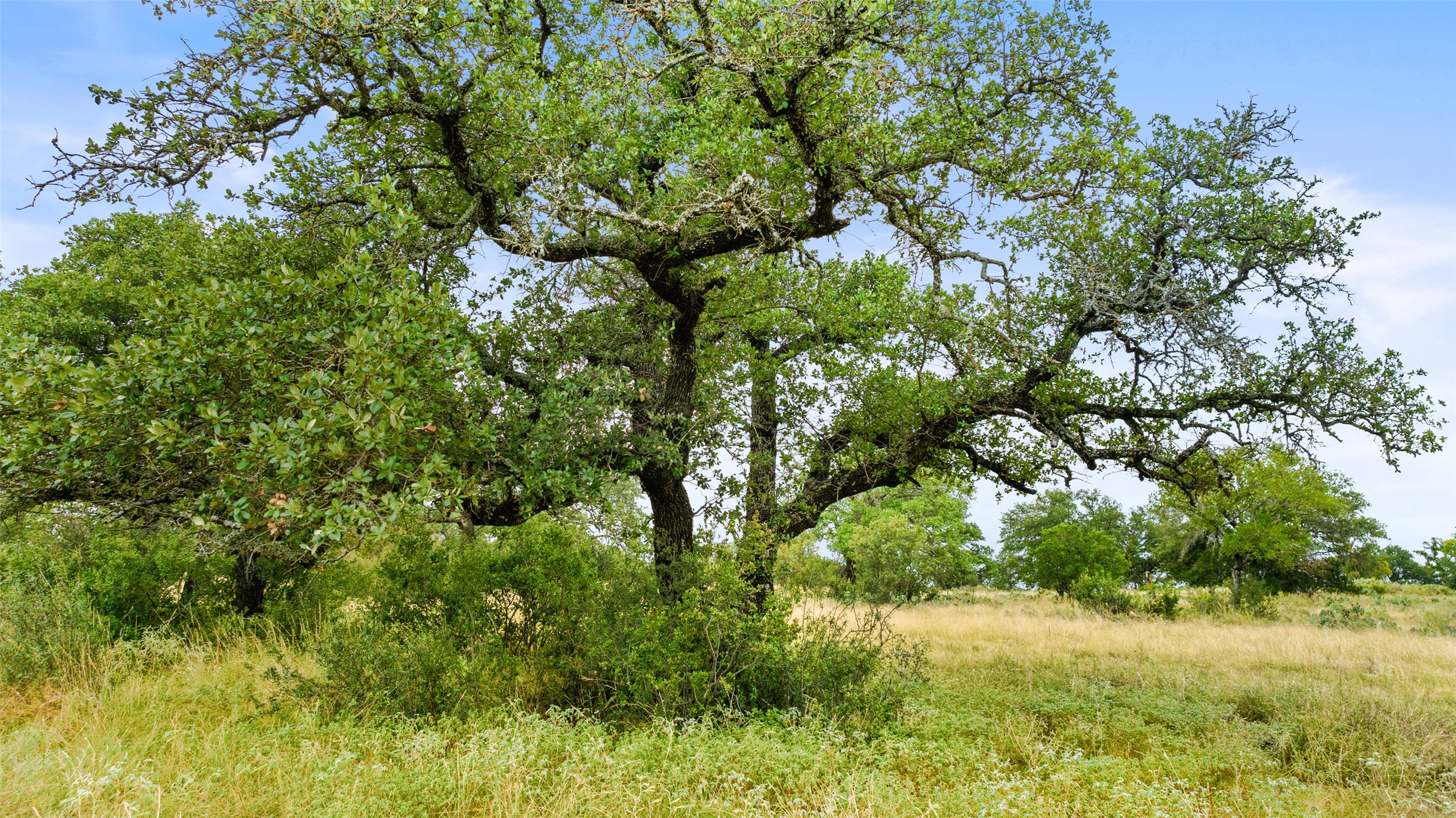 Lot 37 Vista Rdg Drive Round Mountain, TX 78663 - Photo 5 of 30 View of undeveloped land