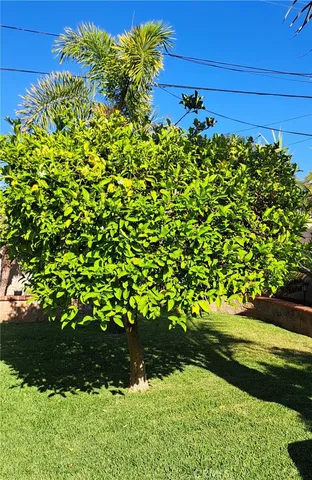 a view of a bunch of flowers