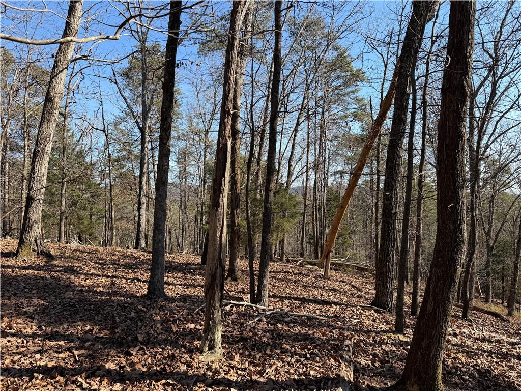 0 Brookshire Road Ranger, GA 30734 - Photo 14 of 59 a view of a forest filled with trees