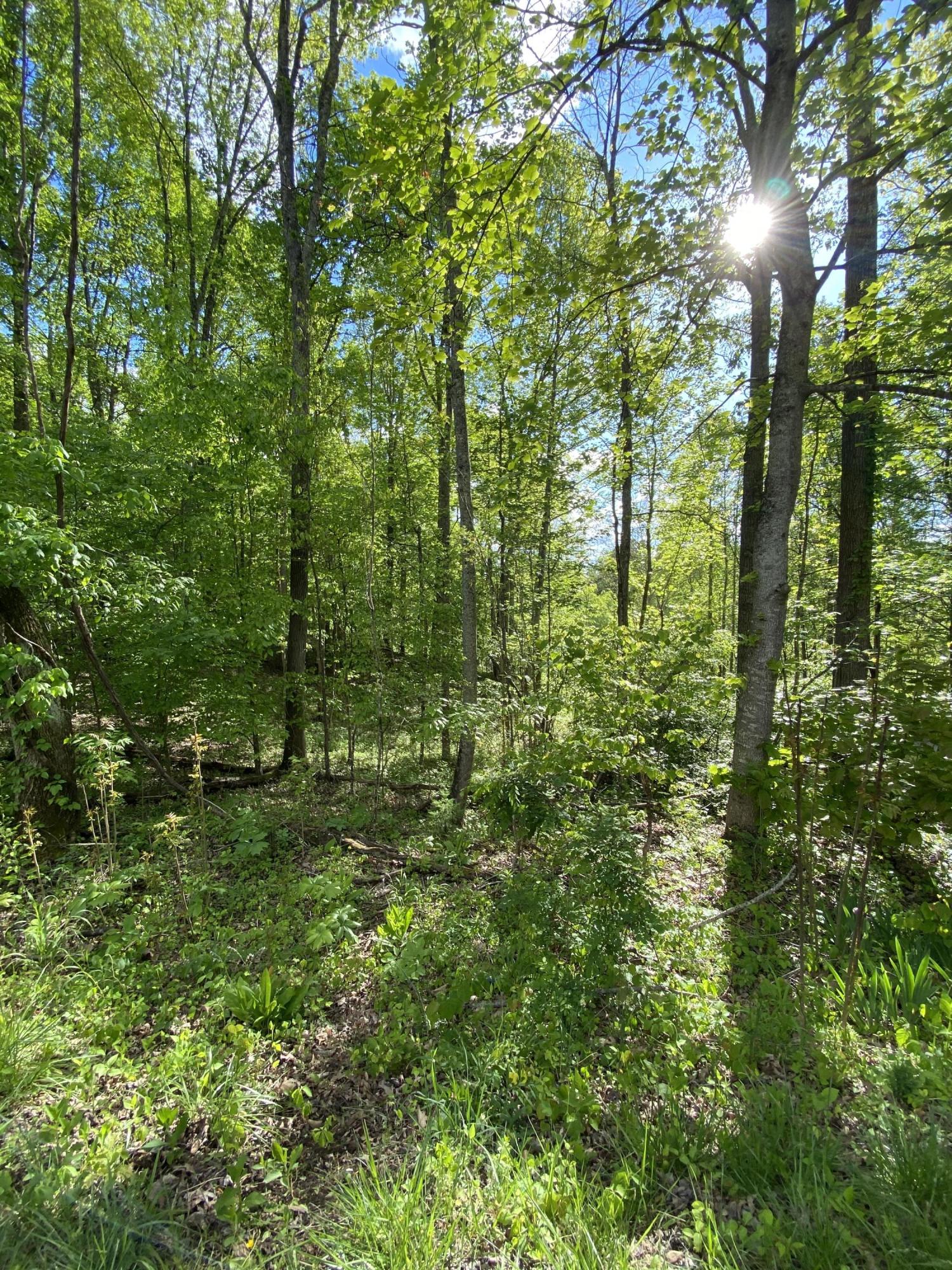 Tbd Rock House Road, Unit 2 Jonesborough, TN 37659 - Photo 3 of 8 View 2 Rock House Rd (Left of Drive)