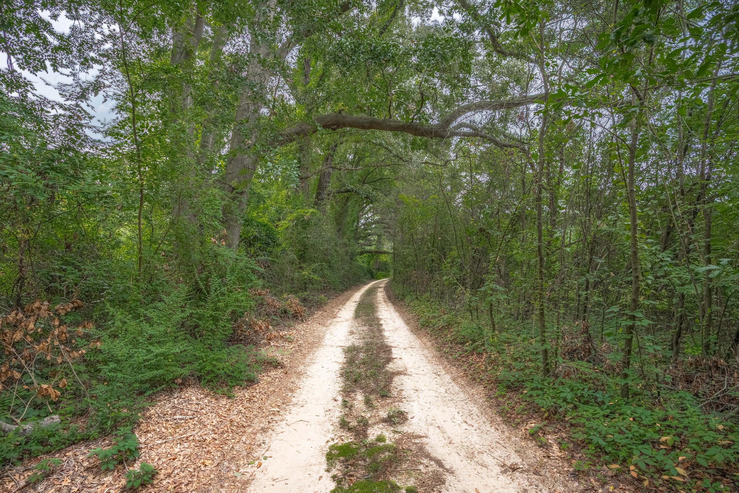 242 Hammond Road Beech Island, SC 29842 - Photo 47 of 68