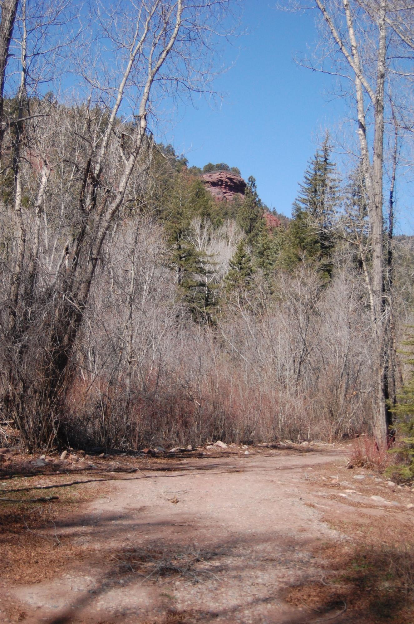 Tbd Tbd Fall Creek Road Placerville, CO 81430 - Photo 11 of 13 a view of a dry yard