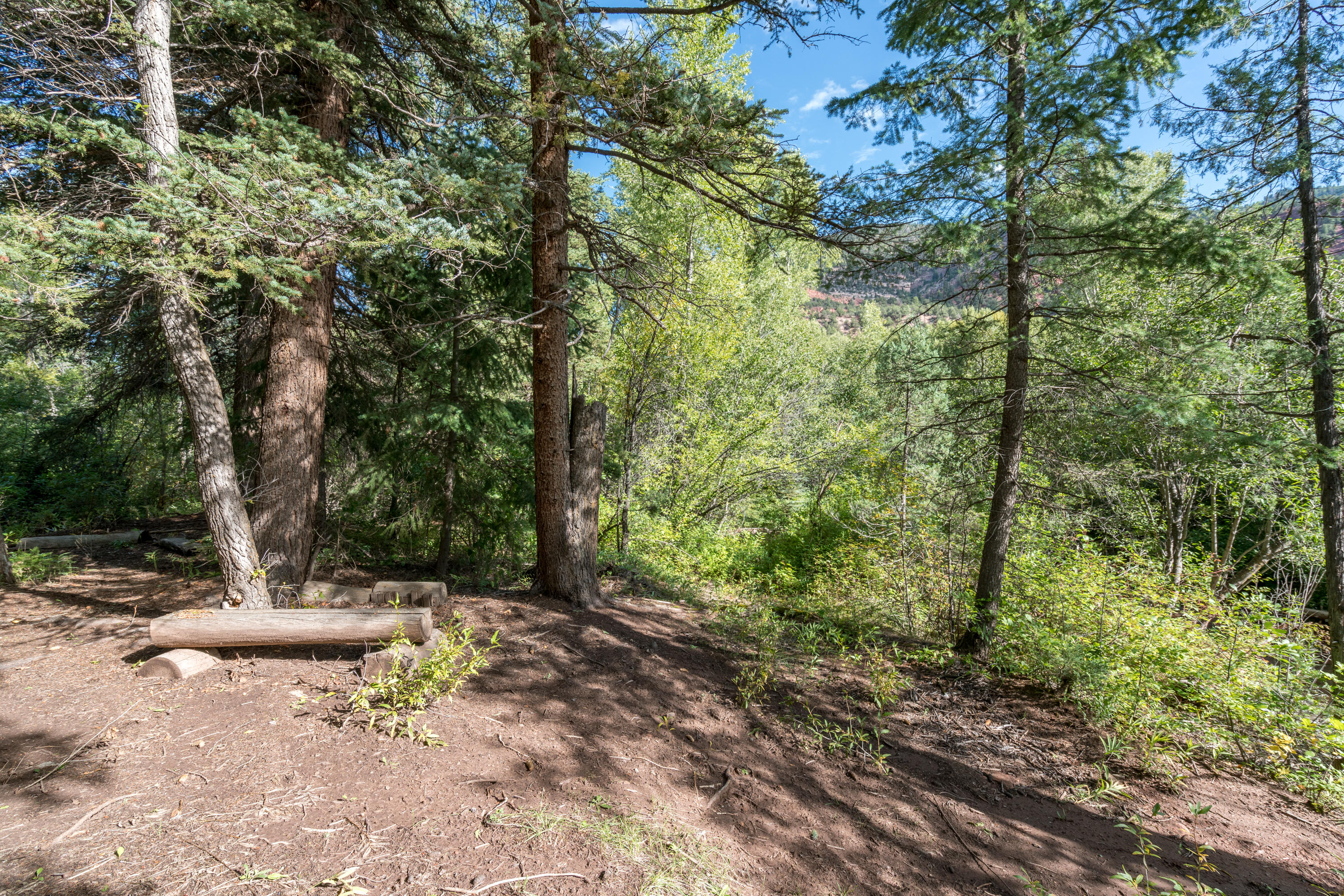 Tbd Tbd Fall Creek Road Placerville, CO 81430 - Photo 5 of 13 a view of a tree in the middle of a yard