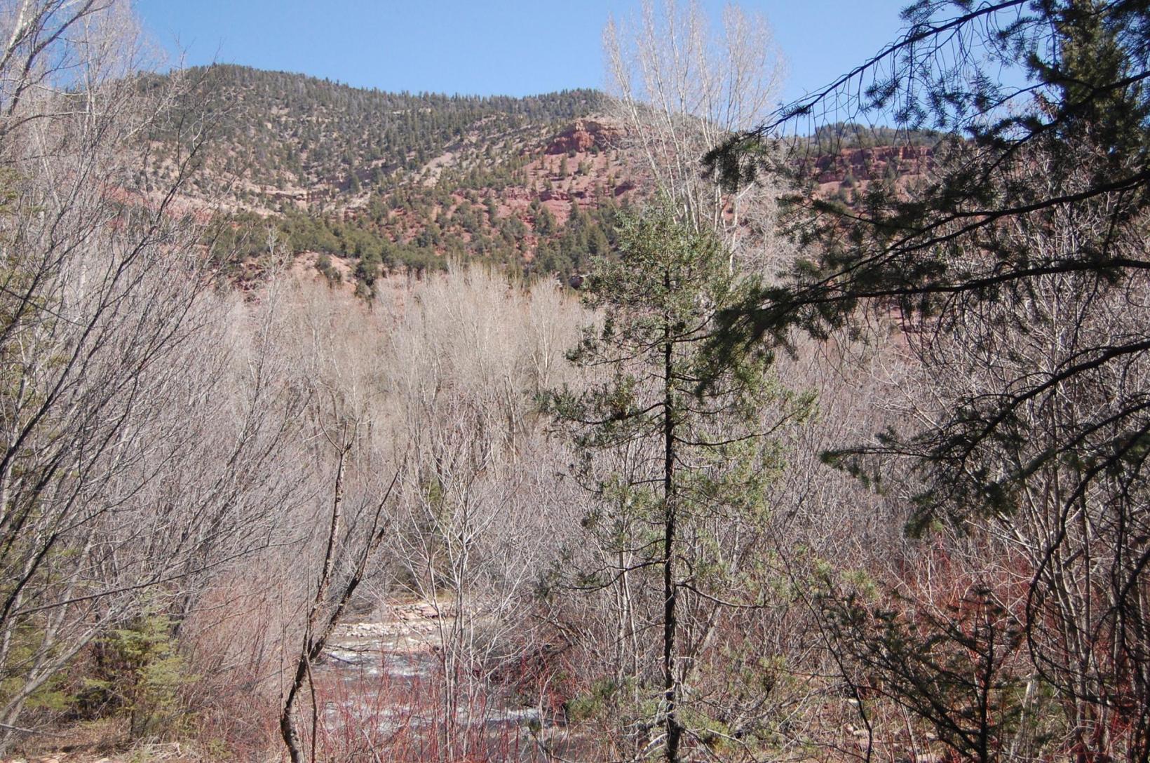 Tbd Tbd Fall Creek Road Placerville, CO 81430 - Photo 8 of 13