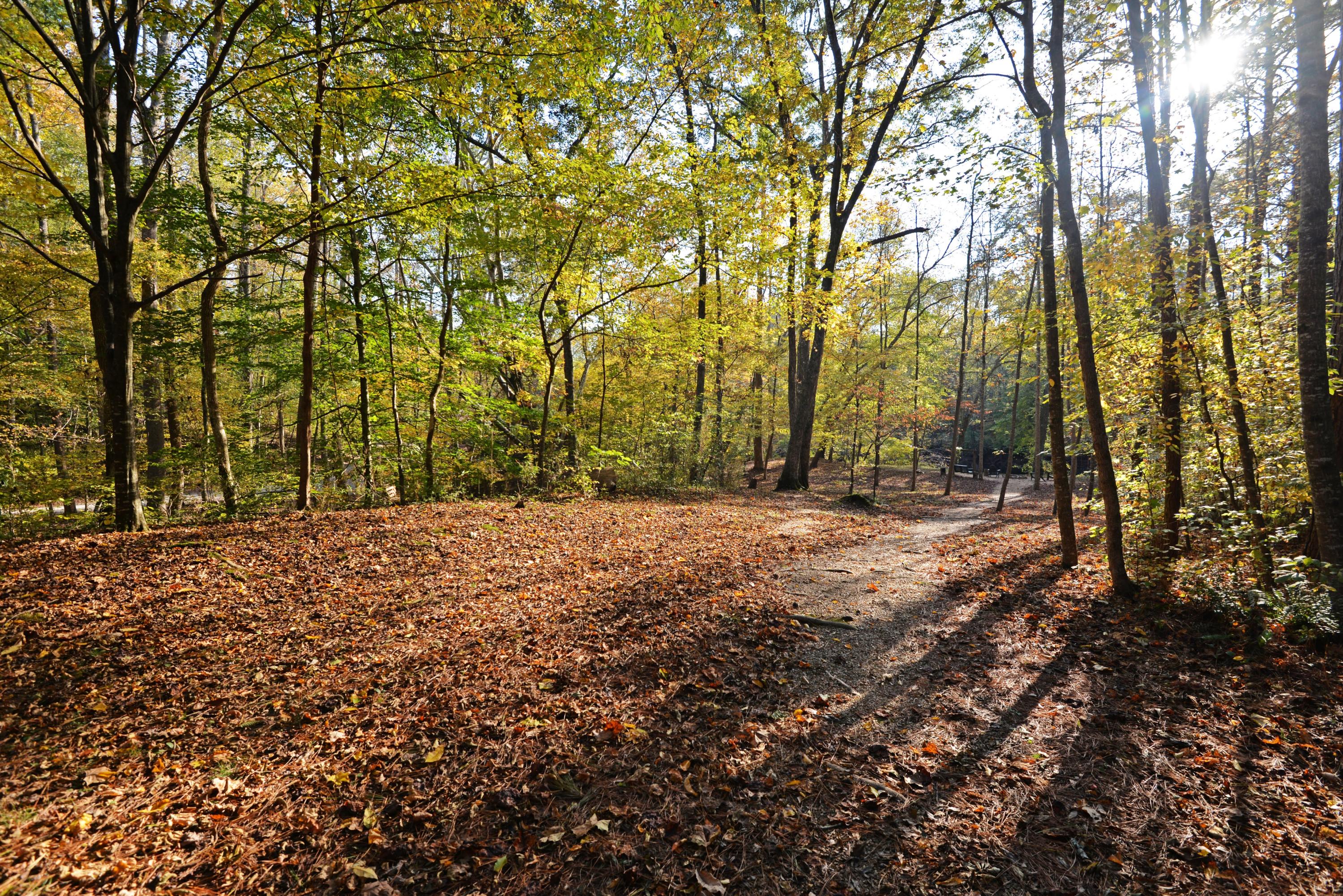867 Welcome Valley Road Benton, TN 37307 - Photo 71 of 122 Creek Crest path to firepit and water