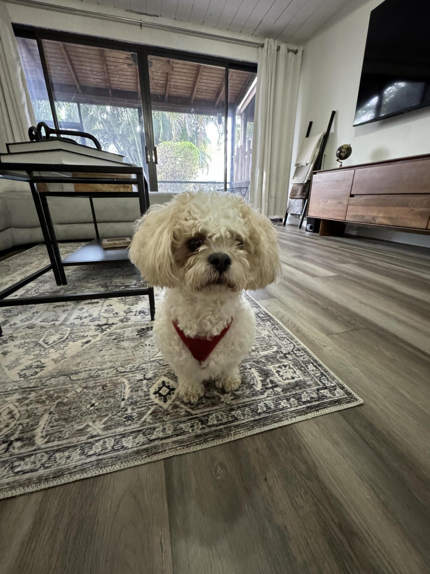 4601 Northwest 2nd Avenue, Unit 805 Boca Raton, FL 33431 - Photo 12 of 34 sorry he does not come with