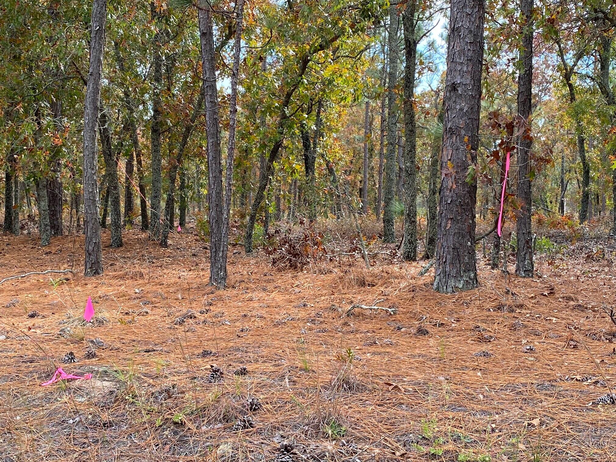 10-acres Pine Acres Road Windsor, SC 29856 - Photo 3 of 3
