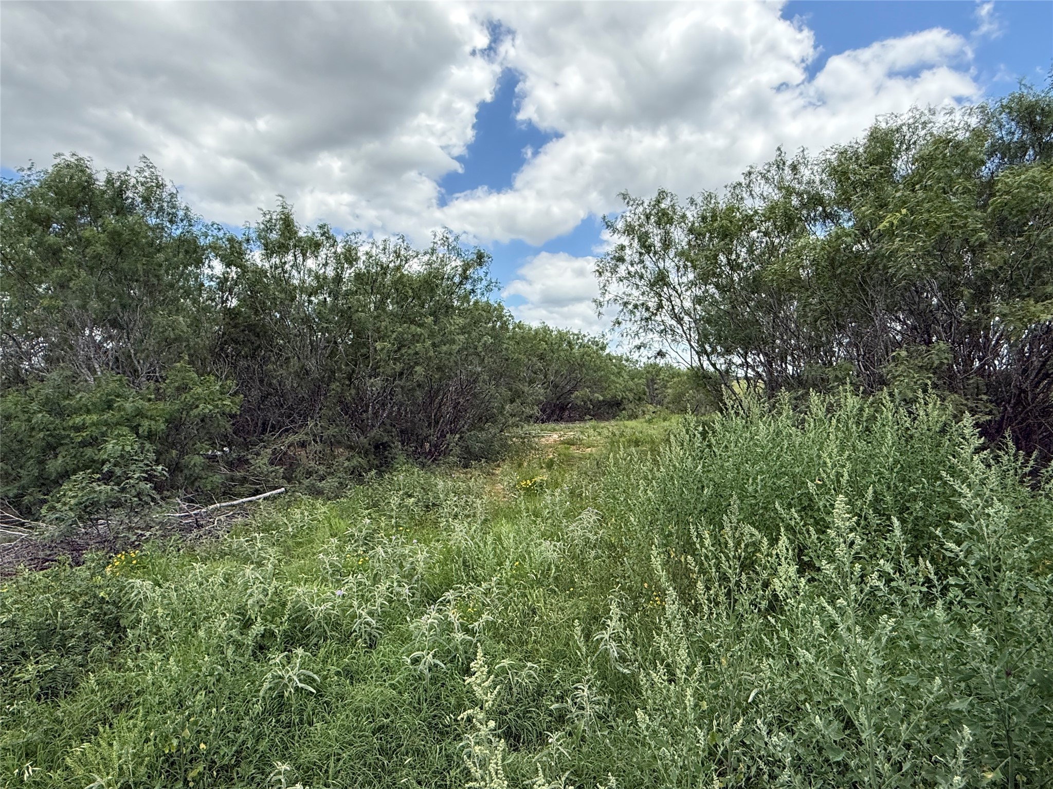 000 Pettytown Road Red Rock, TX 78662 - Photo 3 of 4 Expansive natural landscape featuring varied green foliage and mature trees