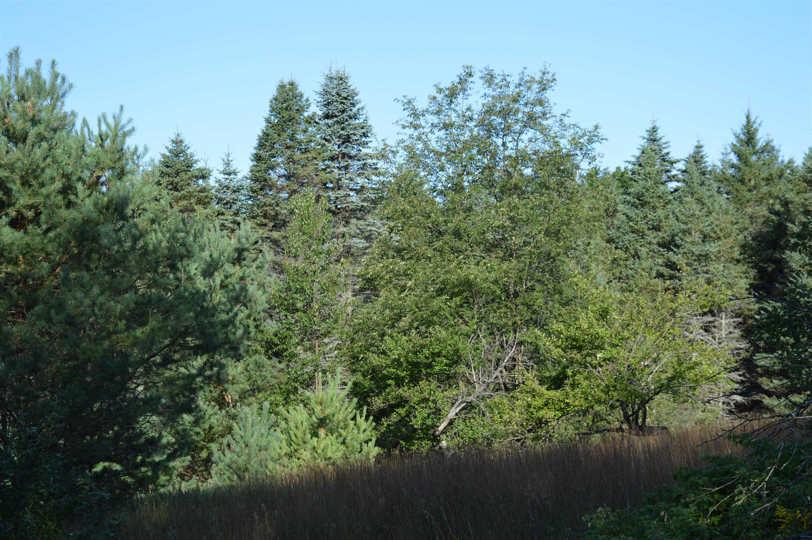 Gildas Rd Rapid Alden, MI 49612 - Photo 6 of 15
