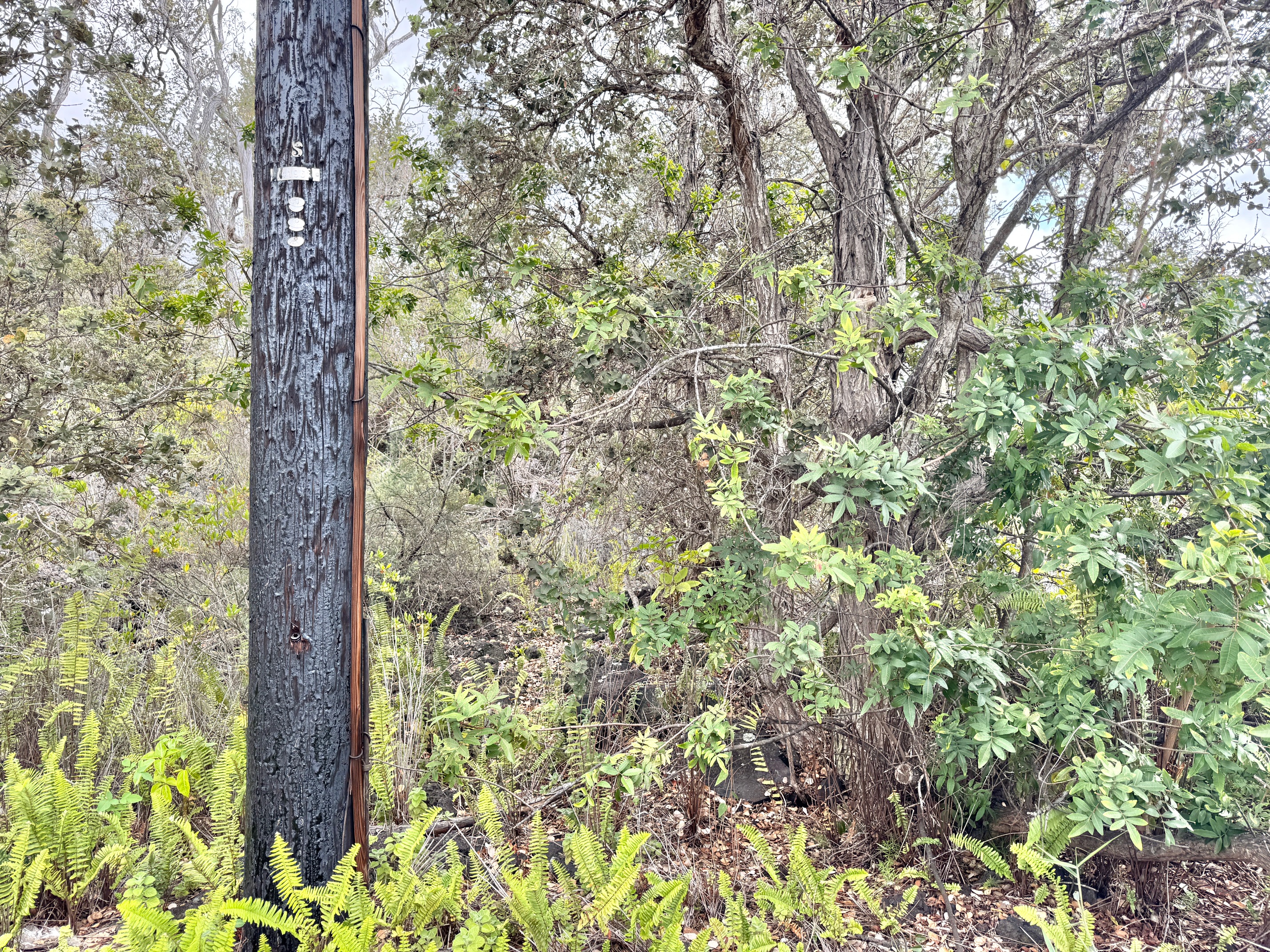 a close up of a tree in a garden