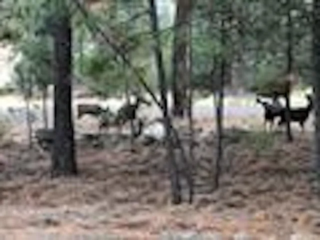 $99,000 | 31824 Blue Grouse Drive East, Davenport, WA 99122