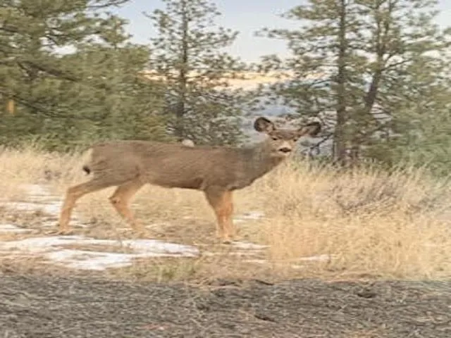 $99,000 | 31824 Blue Grouse Drive East, Davenport, WA 99122