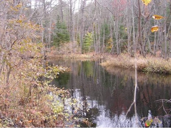51 Trout Run Road Effingham, NH 03882 - Photo 1 of 1 Gallery Image 1
