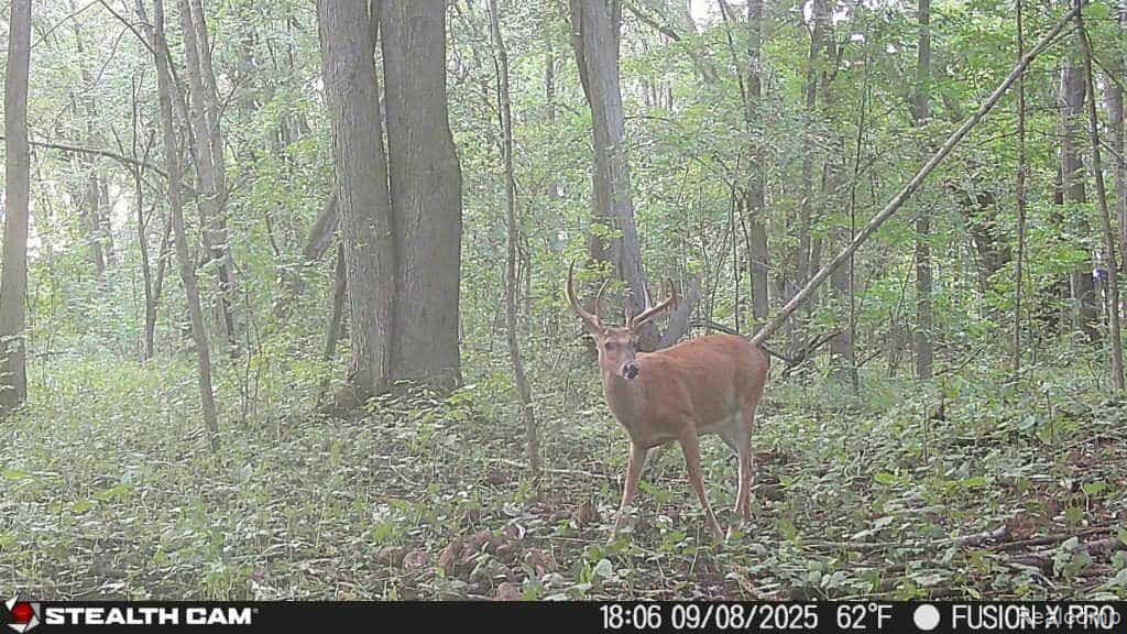 10374 Wilson Road Otisville, MI 48463 - Photo 85 of 99 View of nature