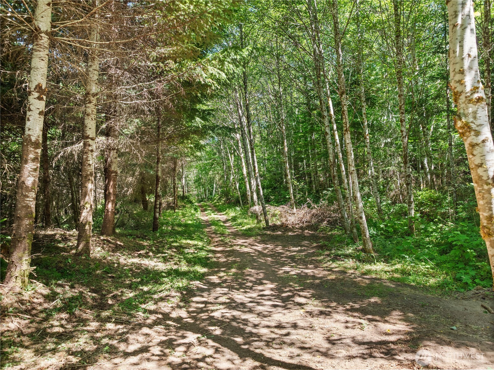 2 Skinner Road Randle, WA 98377 - Photo 12 of 28 a view of a forest with trees in the background