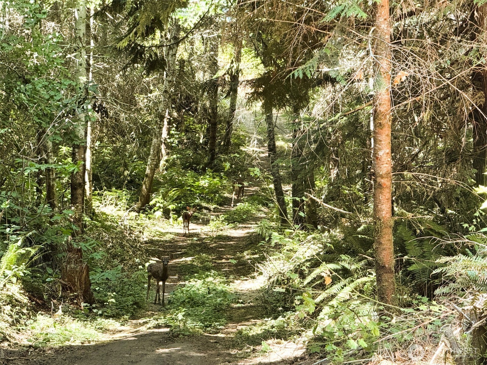 2 Skinner Road Randle, WA 98377 - Photo 27 of 28